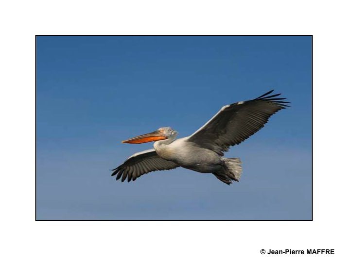 Le pélican frisé se reproduit dans les marais et les lacs peu profonds. C’est l’un des plus grands oiseaux du monde.