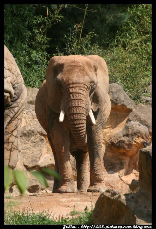 Photos du parc zoologique d'Amnéville prises durant l'année 2009.