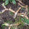 52 semaines en photos - N° 5 Racines/roots
