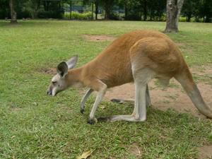 Hier die zweite Ladung an Bildern vom Australia Zoo sowie brandneu von der Lone Pine Koala Sanctuary - enjoy!!!!