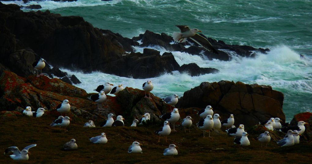 Album - île d'Yeu décembre 2011