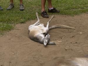 Hier die zweite Ladung an Bildern vom Australia Zoo sowie brandneu von der Lone Pine Koala Sanctuary - enjoy!!!!