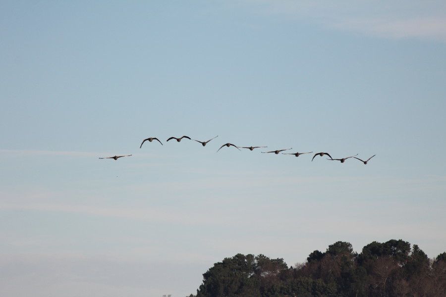 Grues cendrées