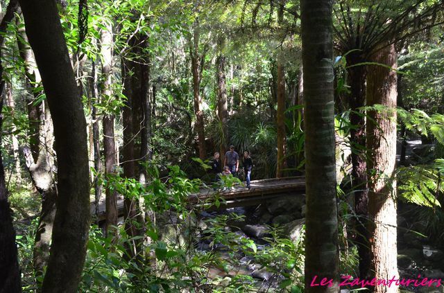 Wangarai et le début dui Parc des Kauri géants...