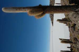 Salar de Uyuni : le désert de sel