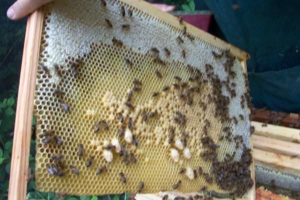 abeilles ruches, nos ruchers de Bourgogne, les apiculteurs Api4 en plein travail, leur évolution au fil des jours