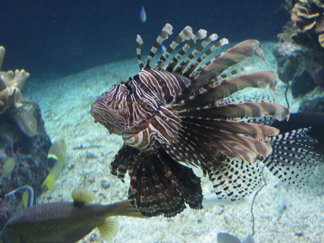 Diverses photos prises au mois de janvier 2010 : Aquarium de Nouméa, venue Clément de Nîmes, Mission Saint Louis ....