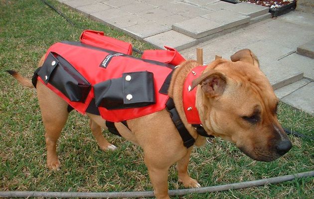Dog Weight Harness – A Comfortable Leash For Your Dog
