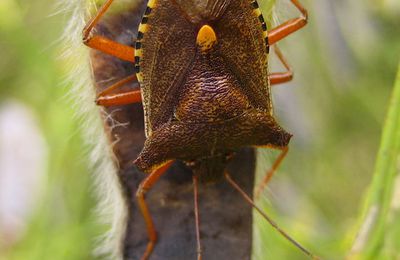 Pentatoma rufipes