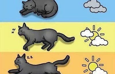 La météo vue par les chats...