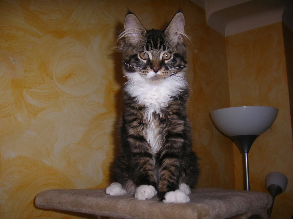 mon mâle maine coon, avec ses 3 CAC CAC il est champion !!!! 
2 best variété, un best in show !!! il est brown mackerel tabby et blanc, c'est un loulou très sympa et cool, un amours de chat.