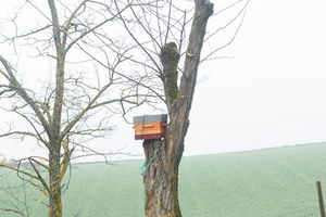 Un piège pour essaim d'abeilles domestiques