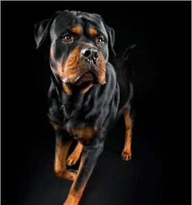 IL ABAT LE ROTTWEILER QUI AGRESSAIT SA FILLE