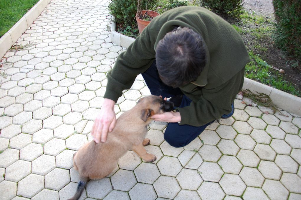 Album de notre chienne Berger Malinois