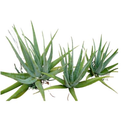 Les incroyables bienfaits de l'Aloe Vera pour la santé de toute la famille 