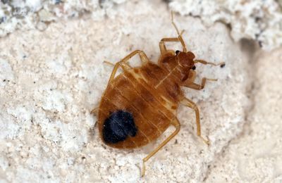 How To Effectively Control Bed Bugs Using These Proven Methods