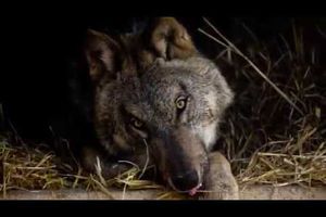 Association : aider les loups acteurs