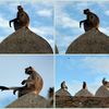 Les singes font aussi du Yoga !