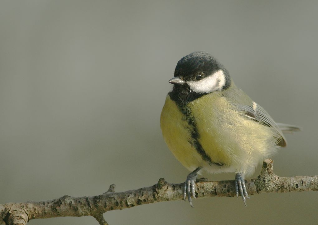 Album - Les différentes mésange en Lorraine