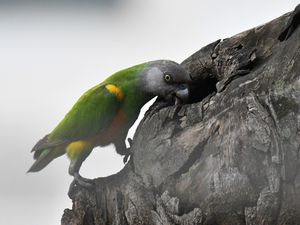 Perroquet Youyou - Abidjan Zone 4, Côte d'Ivoire, juin 2017