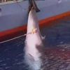 RAPPEL : Boycottez le Japon jusqu'à ce que les massacres de baleines cessent