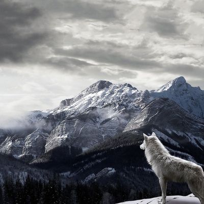 Montagne - Neige - Glacier - Loup - Photographie - Wallpaper - Free