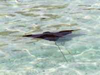 "mini" requins "pointe noire", raies léopard et pastenague, poisson lune