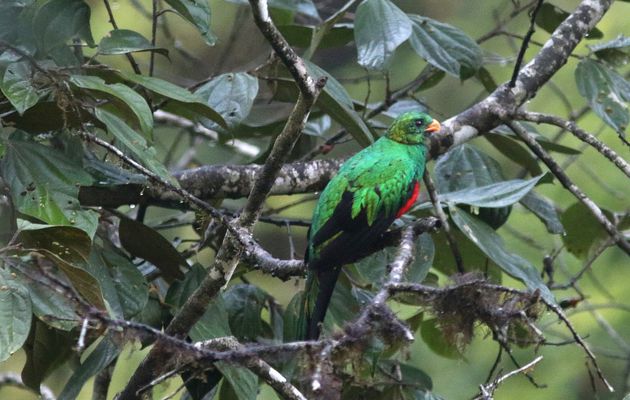 Oiseaux 4e - Les Trogoniformes : Quetzal et Trogon