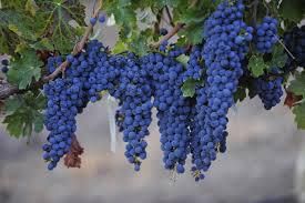 #Red Blend Wine Producer Norfolk Island Vineyards Australia 