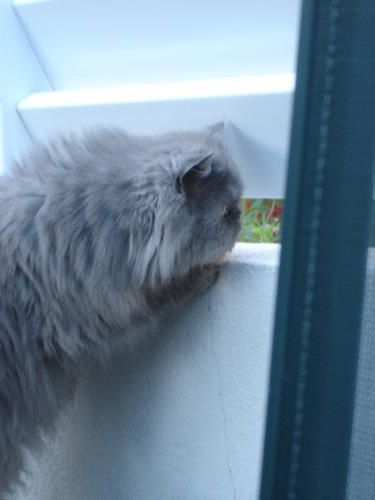 Des petites photos de Smoke. Parce que c'est le plus beau! Et le plus faignant de tous les chats d'&eacute;crivain que je connaisse !