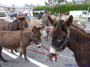 La foire aux ânes , Moyaux (Camping-car-club-Beauce-Gâtinais)