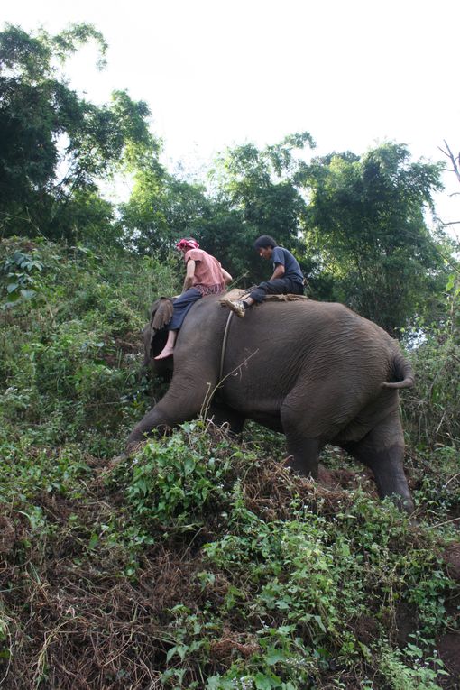 Depart pour le Nord Thailande.
Escale "obligee" a Chiang Mai. Visie de temples, nombreux dans la vieille ville. Training d'elephants.- Pai reggae fest