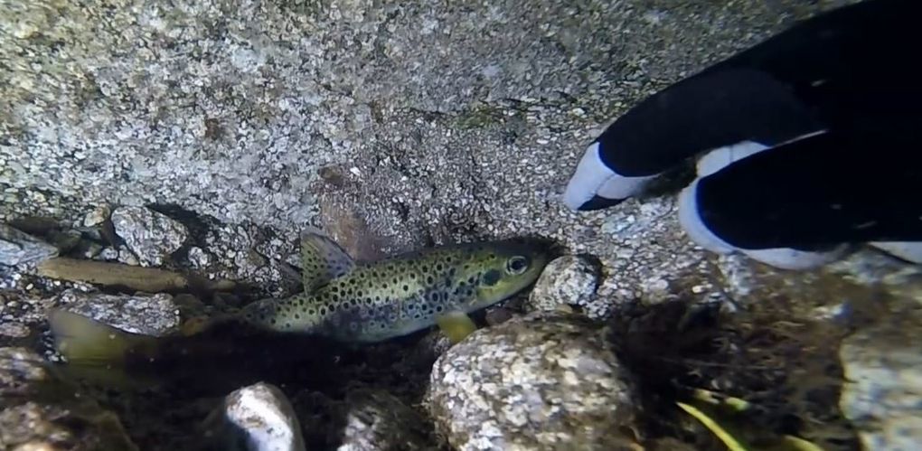 Des photos prise pendant le tournage ou en capture d'écran de leurs images. On y voit aussi leur façon de travailler MERCI faites passer le diaporama 