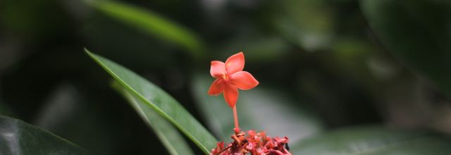 Petites fleurs