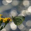 Papillons dans la rubrique "Photos Animalières"