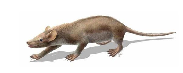 Un mammifère unique : à poils et à épines... vieux de 127 millions d'années
