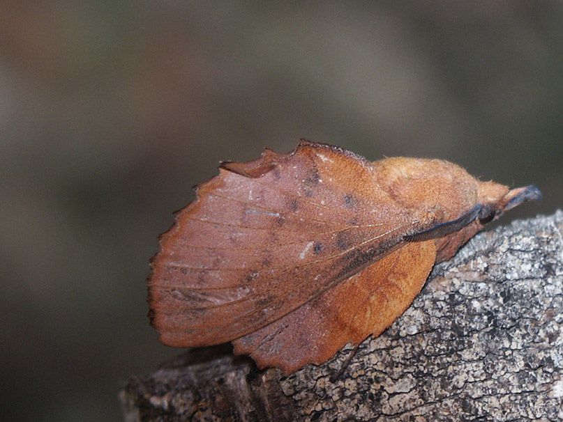 Album - 3b---Papillons-de-nuit