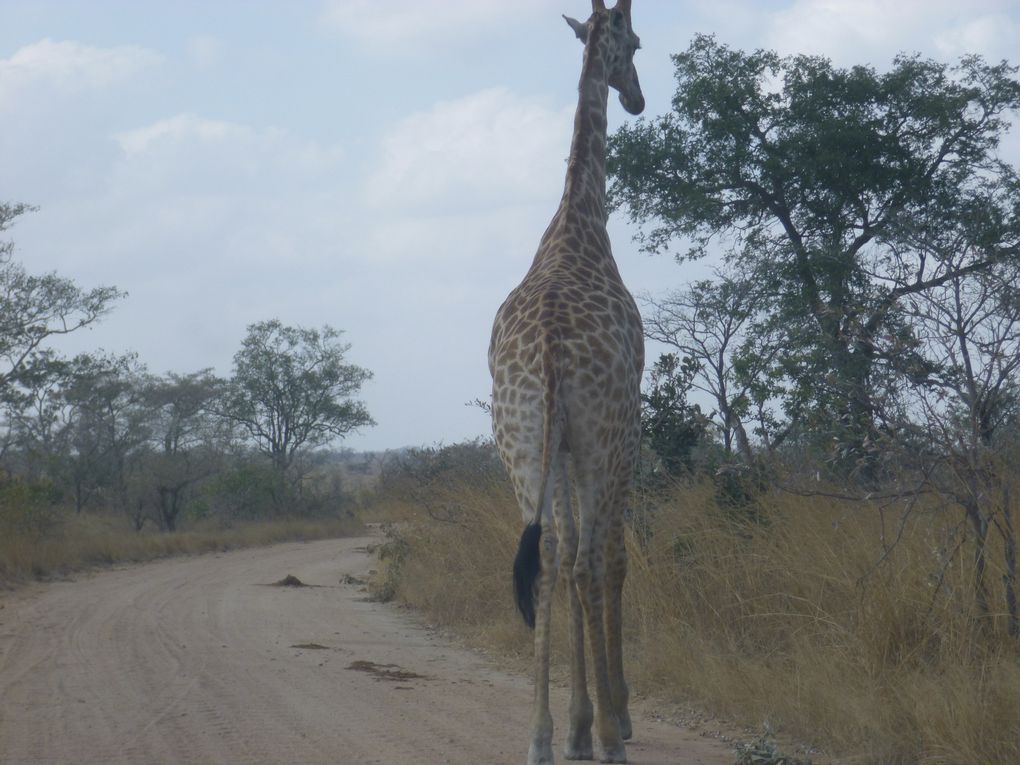 Safari en afrique : chez les animaux