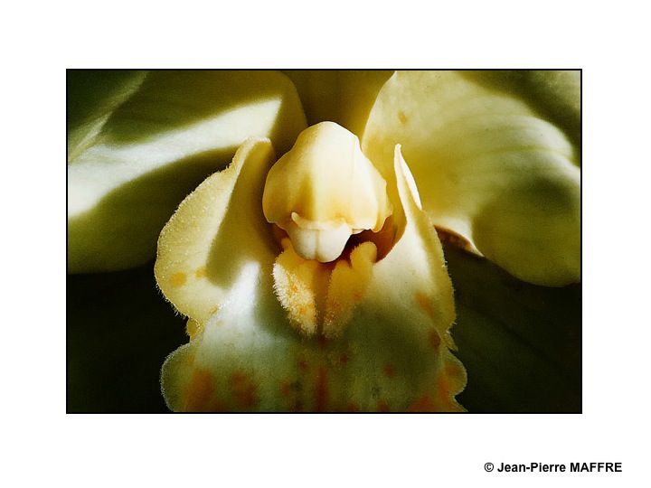 Des orchidées dans toute leur splendeur nous ravissent par la variété de leurs formes et de leurs couleurs.