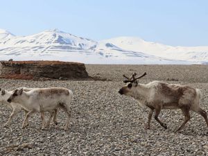 Promenade dans Isfjord, le fjord de Longyearbyen, nous avons vu des Rennes curieux qui nous suivaient dans Tempelfjorden, un petit renard Arctique à Pyramiden, des morses à Borebukta... Nouveau départ vers le Nord dans quelques jours... Fleur de Sel, 78°Nord, 15°Est