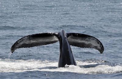 Gwada : Baleine danseuse étoile