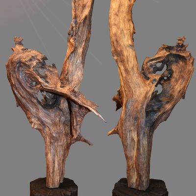 " Alambiqué " . Paréidolie ligneuse 2023. Sculpture naturelle en bois flotté de Loire