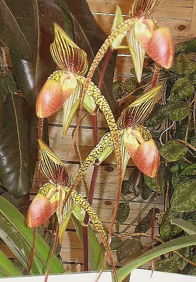 8ème exposition internationale d'orchidées à La Hestre - Mai 2009