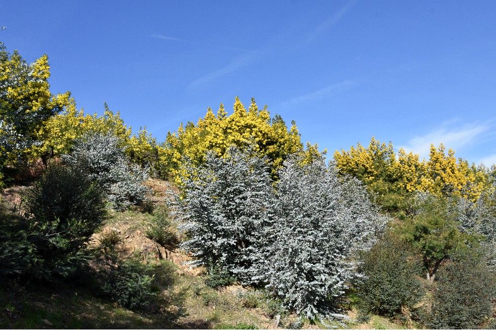 DANS LA PLUS GRANDE FORET DE MIMOSA D’EUROPE