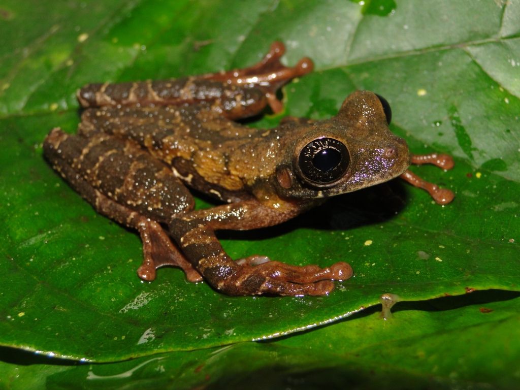 Une nouvelle espèce de grenouille découverte en forêt ienne péruvienne