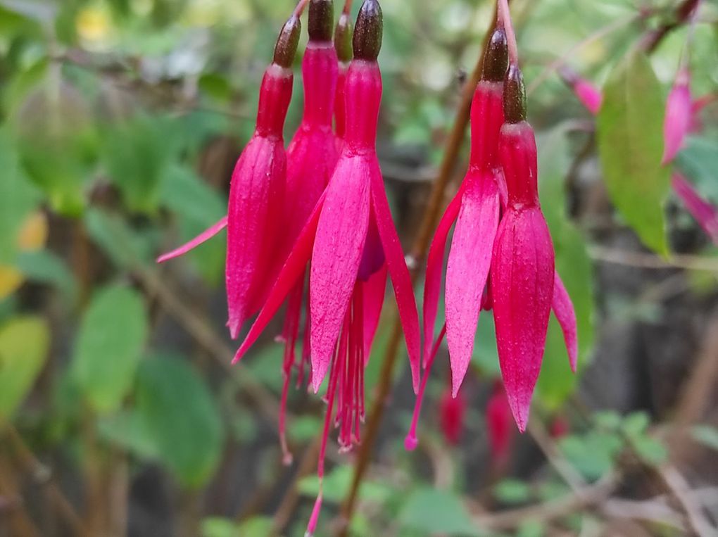 Mon jardin en Novembre et alentours