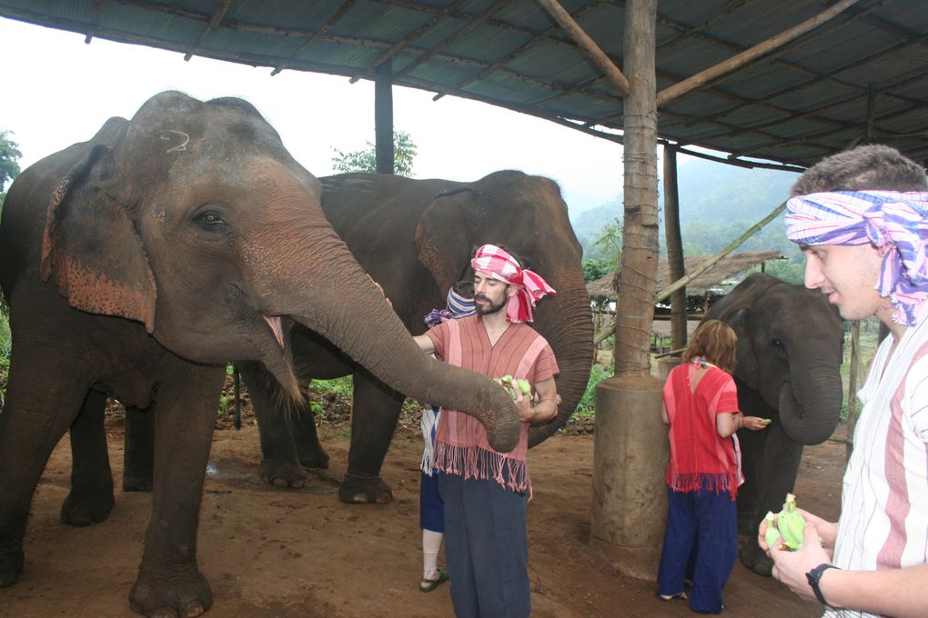 Depart pour le Nord Thailande.
Escale "obligee" a Chiang Mai. Visie de temples, nombreux dans la vieille ville. Training d'elephants.- Pai reggae fest