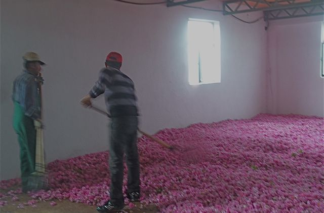 Au pays des roses turques (4)