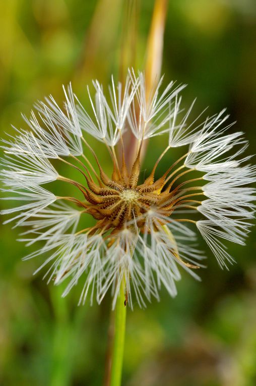 Album - Divers-Fleurs