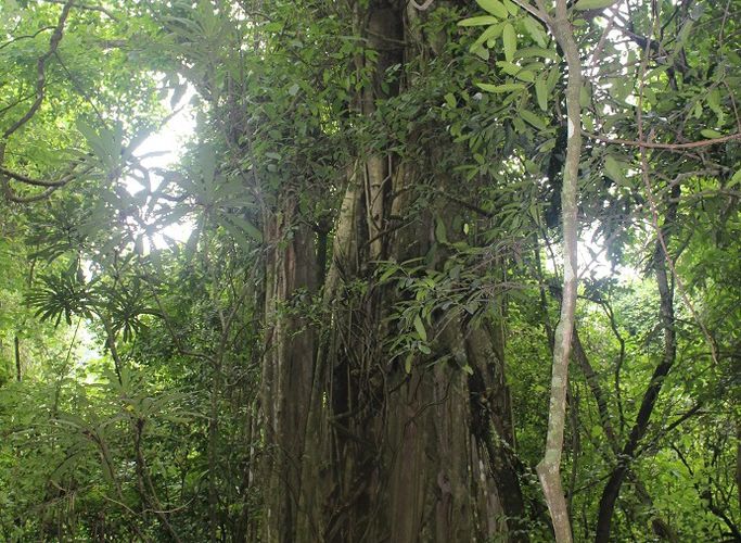 Bosque cerro blanco